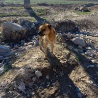 یک عدد سگ|سگ|فاروج, |دیوار