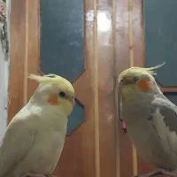 عروس هلندی