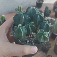 انواع گل و کاکتوس های خاص|گل و گیاه طبیعی|قم, هفت تیر|دیوار