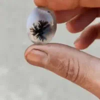 شجر قائن شجر تک درخت شجر مشکی