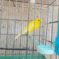 قناری سوپر|پرنده|شیراز, شهرک بهار|دیوار