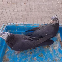 کبوتر کله ماستی|پرنده|مراغه, |دیوار