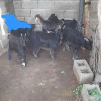 فروش ۵عدد کهره یا بز ماده