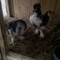 پرنده تعدادی عروس هلندی جوجه همه عالی ۶ماهه