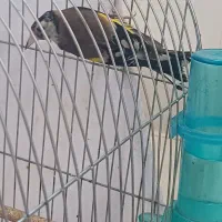 سهره تازه قفس