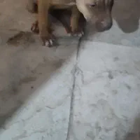 توله سگ پیتبول