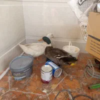 پرنده|حراج|مهران (ایلام), |دیوار