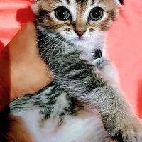 گربه اسکاتیش