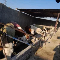 گاو و گوساله سیمینتال|حیوانات مزرعه|فلاورجان, |دیوار