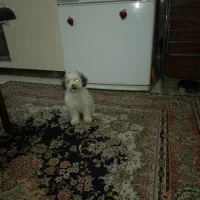 توله سگ|سگ|تهران, ائمه اطهار|دیوار