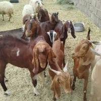 فروش بز میش