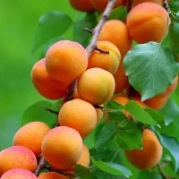 فروش نهال های با اصالت لیبل دار|خدمات باغبانی و درختکاری|اسدآباد, |دیوار