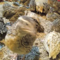 بلدرچین امیدیه|حیوانات مزرعه|امیدیه, |دیوار