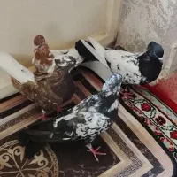 کفتر