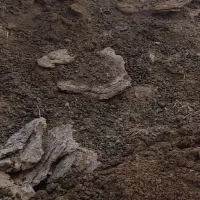 کود کفتر