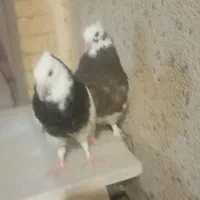 جفت جوجه طوقی|پرنده|قشم, |دیوار