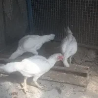 مرغ لاری