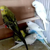 مرغ عشق کوتوله فنچ عروس نرگسی