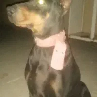 یه جف دوبرمن کاملا اصیل