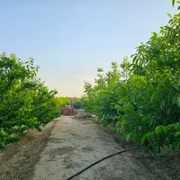 باغ وباغچه161متر/سرسبز وبکر/انشعابات کامل وقانونی|فروش زمین و ملک کلنگی|تهران, امیریه|دیوار