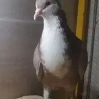 کفتر رنگه|پرنده|قائن, |دیوار