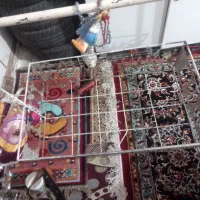 گهواره تمیز قیمت ۱۱۰۰|کالسکه و لوازم جانبی|اهواز, بعثت|دیوار