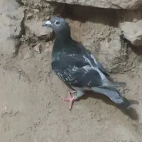 سبز پلاکی