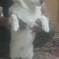 سگ باهوش حرف گوش کن