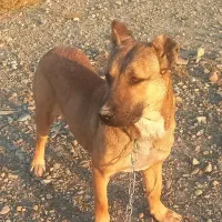 فروشی سگ سرابی ماده پنج ماهه نژاد اصل سرابی قیمت۳۰