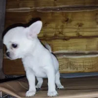 سایز جیبی|سگ|شیراز, انجیره|دیوار