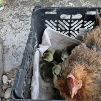 جوجه دورگه رگه و اصلی قوغاز