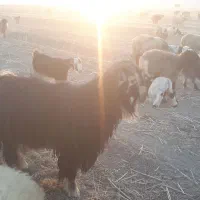 پازن ترکی فروشی|حیوانات مزرعه|شیراز, احمدآباد|دیوار