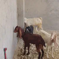 فروش۳۰راس کهره نر و ۲۰راس کهره ماده بنک بز،میش،بره|حیوانات مزرعه|بندر کنگان, |دیوار