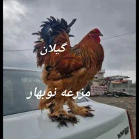 جوجه برهما بوف  سوپر بیگ سایز و فول