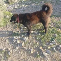 واگذاری سگ اصفهانی|سگ|شیراز, شاهچراغ|دیوار