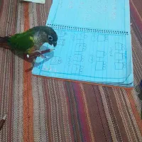 طوطی گیرنچیک کاملادستی|پرنده|ری, علایین|دیوار