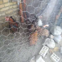 چندتا مرغ وخروس وجوجه امسال به فروش می‌رسد|حیوانات مزرعه|بلداجی, |دیوار