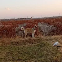 واگذاری سگ سرابی تاراز|سگ|چهاربرج, |دیوار