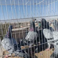 کفتر جفت گاه|پرنده|نصر آباد, |دیوار