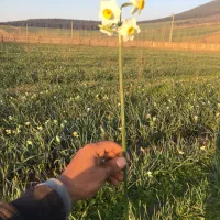 گل نرگس|گل و گیاه طبیعی|آزادشهر, |دیوار