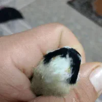 س ه ر ه حلب|پرنده|جوانرود, |دیوار