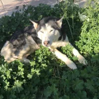 واگذاری رایگان سگ هاسکی