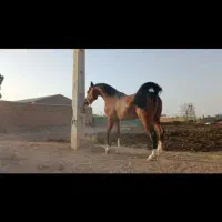 اسب|اسب و تجهیزات اسب‌سواری|بادرود, |دیوار