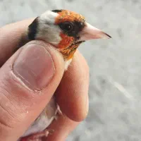 سهره رسمی مست به شرط|پرنده|بجنورد, |دیوار