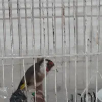 سهره ماده جوجه قفس
