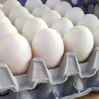 تخم اردک پکنی