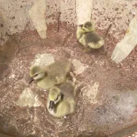 جوجه غو غاز
