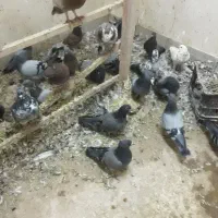 کفتر پرشی|پرنده|قم, آزادگان|دیوار