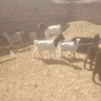 باسلام دوعددبزاسرایلی خوب رونده شد|حیوانات مزرعه|شیراز, آبیاری|دیوار