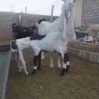 بز..کهره گلابی